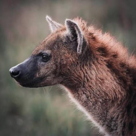 Fisi Wakutwa Wamevaa Shanga na Hereni Simiyu, Wauwawa