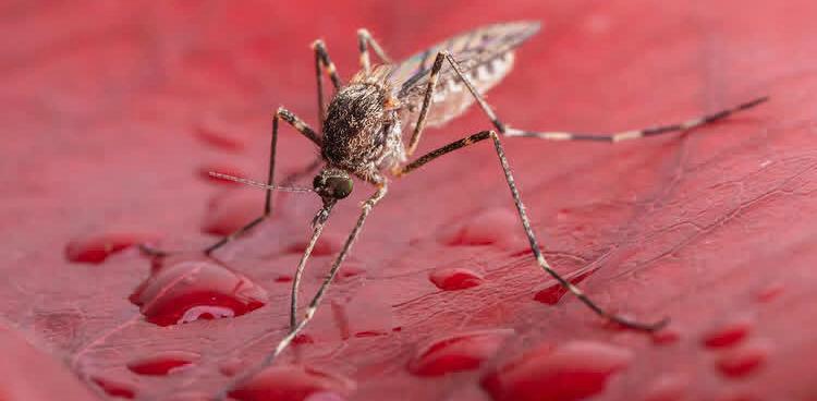 Iceland Yagundua Mbu Watatu kwa Mara ya Kwanza