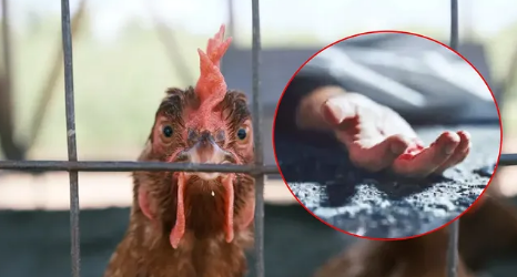 Auwa Kisa Kuku wa Krismasi