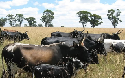 Ng’ombe 22 Wafa Katika Mazingira ya Kutatanisha