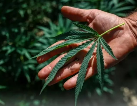 Zao la Bangi la Ruhusiwa Brazil