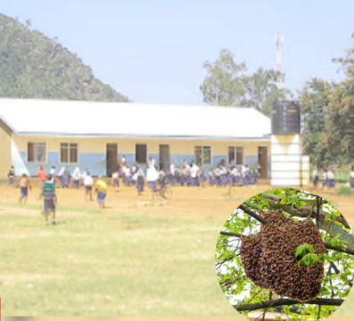 Nyuki Zajeruhi Wanafunzi, Mwalimu Shuleni